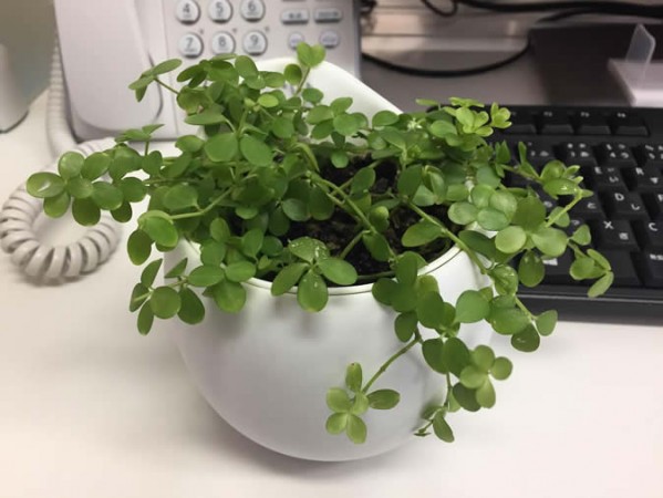 オフィスに癒しを デスクに植物を置いてみよう オフィスデザインブログ