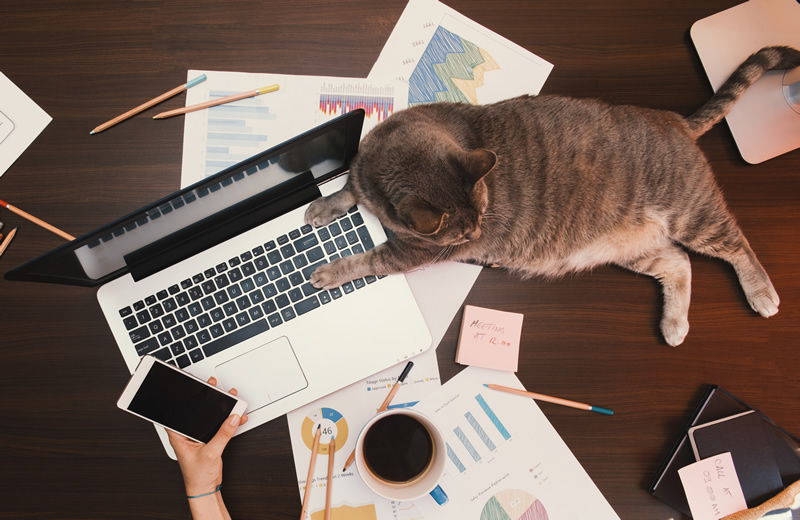 猫型ワークのすゝめ　-猫と働けるオフィス作り-