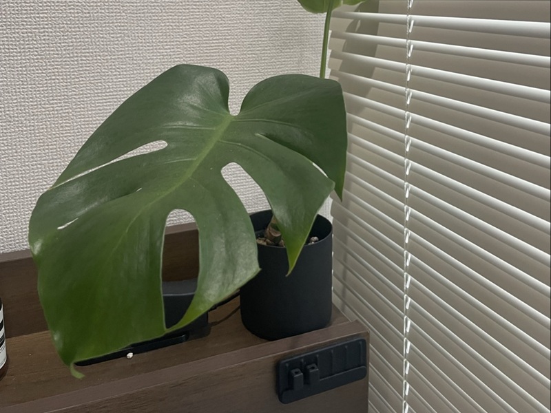 オフィスにグリーンはいかが?